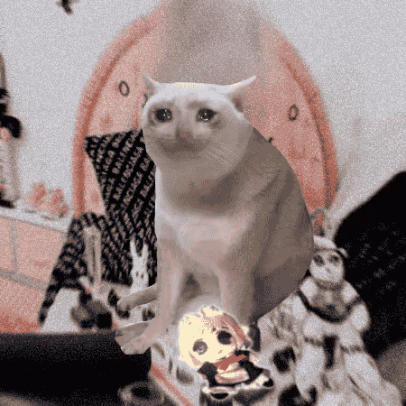 Cash Cat #1923