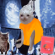 Rbuckwald9