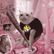 Cash Cat #6374