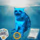 Cash Cat #3311