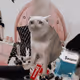 Cash Cat #8026