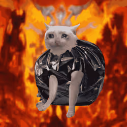 Cash Cat #2343