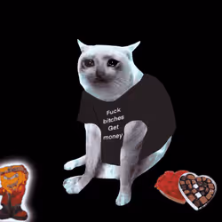 Cash Cat #6403