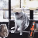 Cash Cat #7652