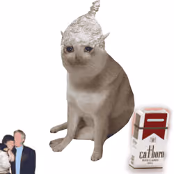 Cash Cat #2714