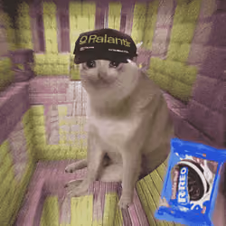 Cash Cat #4607