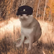 9817