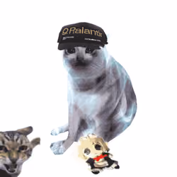 Cash Cat #6876