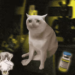 Cash Cat #4461