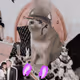 Cash Cat #4382