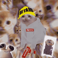 Cash Cat #6610