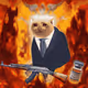 Cash Cat #6464