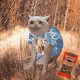 Cash Cat #3843
