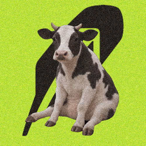 Cash Cows