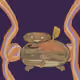 Scutestestudo