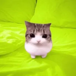 MEOWPIN