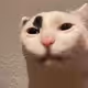 339