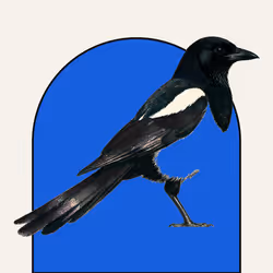 MAGPIE #1494