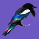 MAGPIE #63
