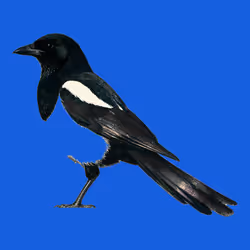 MAGPIE #1002