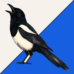 MAGPIE (unrevealed)