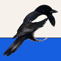 MAGPIE #943