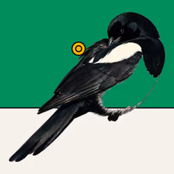 MAGPIE #1691