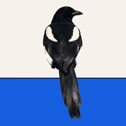 MAGPIE #998