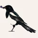 MAGPIE #1540