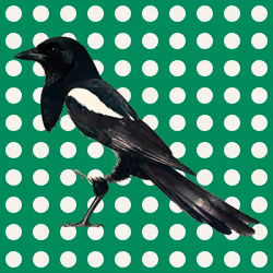 MAGPIE #1558