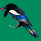 MAGPIE #56