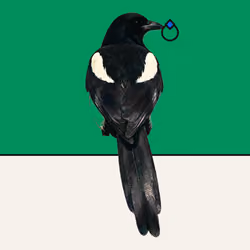 MAGPIE #1713