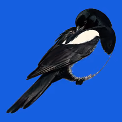 MAGPIE #134