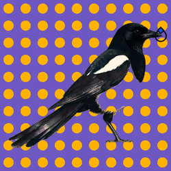 MAGPIE #251