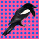 MAGPIE