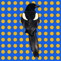 MAGPIE #1093