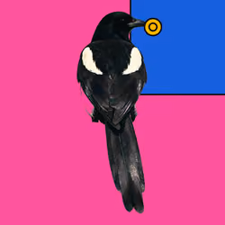 MAGPIE #1692