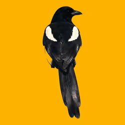 MAGPIE #308