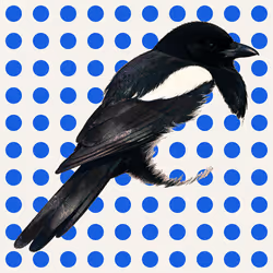 MAGPIE #19