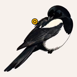 MAGPIE #49