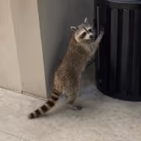 ROCKET