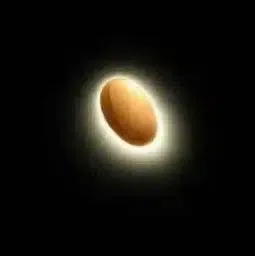 SEED