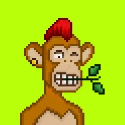 Robin Apes #731
