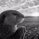 Pons animals #178