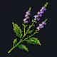 Common Vervain