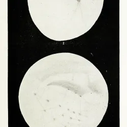 409