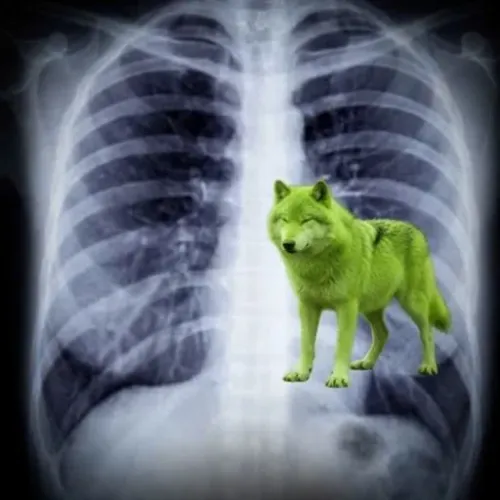WOLF