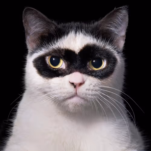 ZORRO