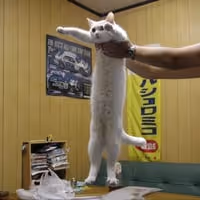 LONGCAT