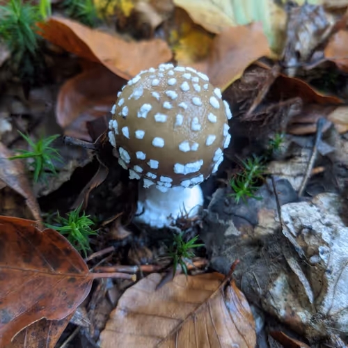 babymushroom